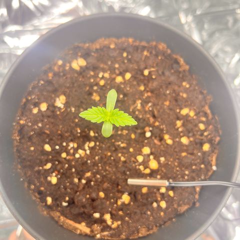 Pineapple kush 🍍#02 growlog timeline photo