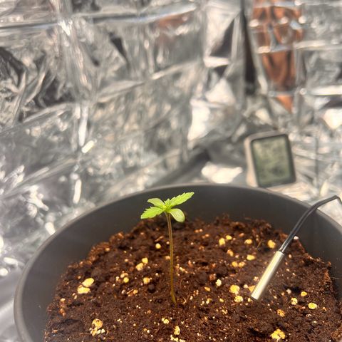 Pineapple kush 🍍#02 growlog timeline photo