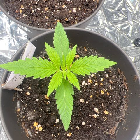 Pineapple Kush 🍍#01 growlog timeline photo