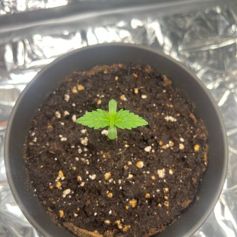 Pineapple kush 🍍#02 growlog timeline photo