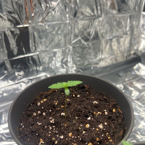 Pineapple kush 🍍#02 growlog timeline photo