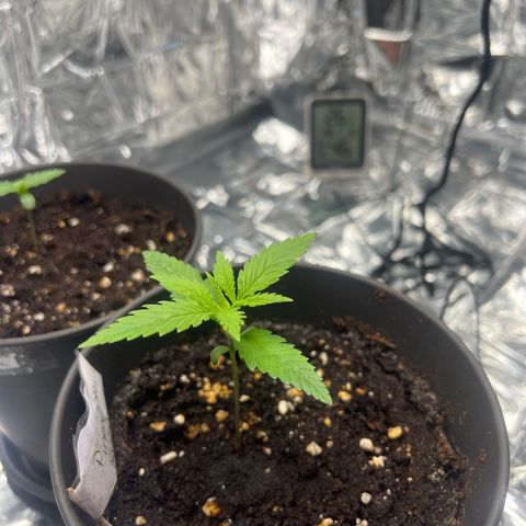 Pineapple Kush 🍍#01 growlog timeline photo
