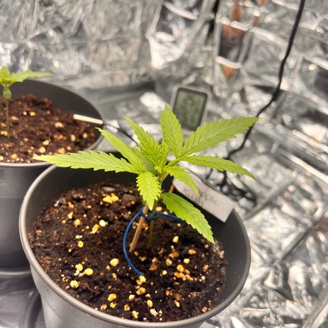 Pineapple Kush 🍍#01 growlog timeline photo