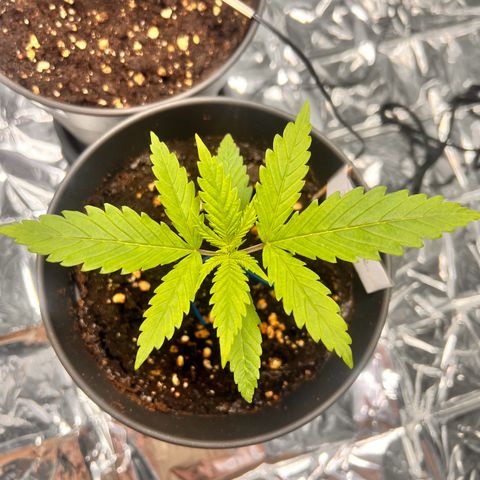 Pineapple Kush 🍍#01 growlog timeline photo