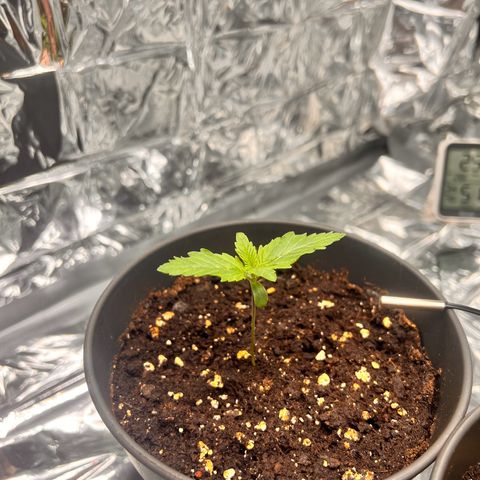 Pineapple kush 🍍#02 growlog timeline photo