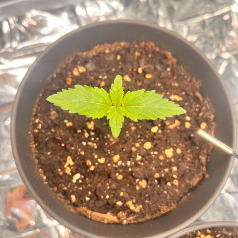 Pineapple kush 🍍#02 growlog timeline photo