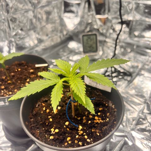 Pineapple Kush 🍍#01 growlog timeline photo
