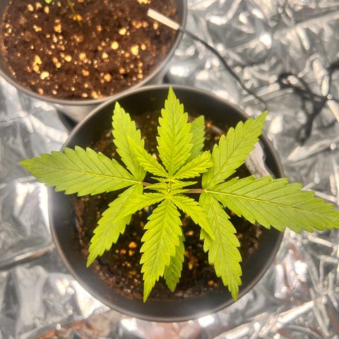 Pineapple Kush 🍍#01 growlog timeline photo