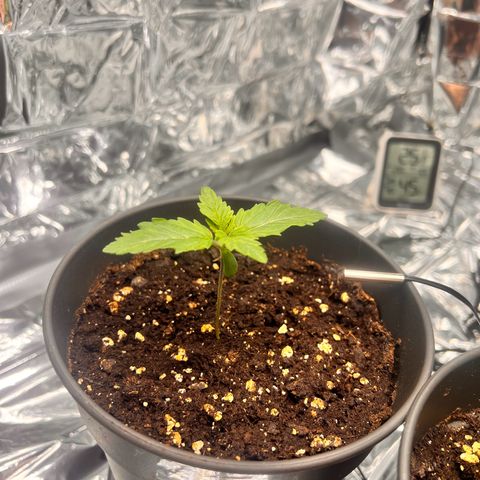 Pineapple kush 🍍#02 growlog timeline photo