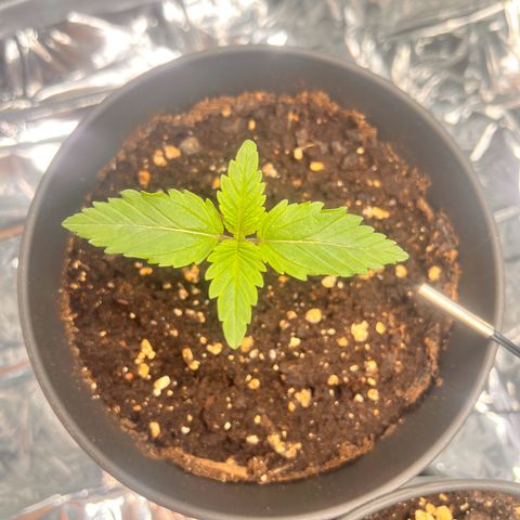 Pineapple kush 🍍#02 growlog timeline photo