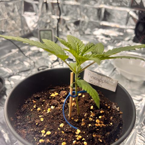 Pineapple Kush 🍍#01 growlog timeline photo