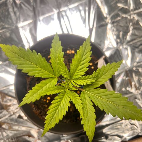 Pineapple Kush 🍍#01 growlog timeline photo