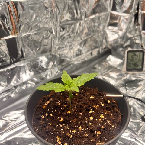 Pineapple kush 🍍#02 growlog timeline photo