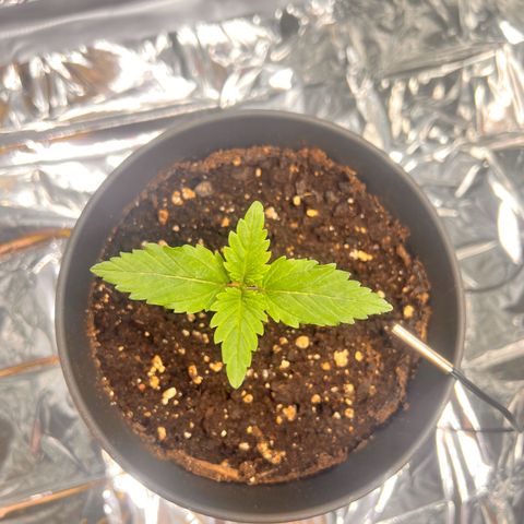 Pineapple kush 🍍#02 growlog timeline photo