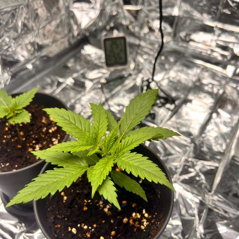 Pineapple Kush 🍍#01 growlog timeline photo