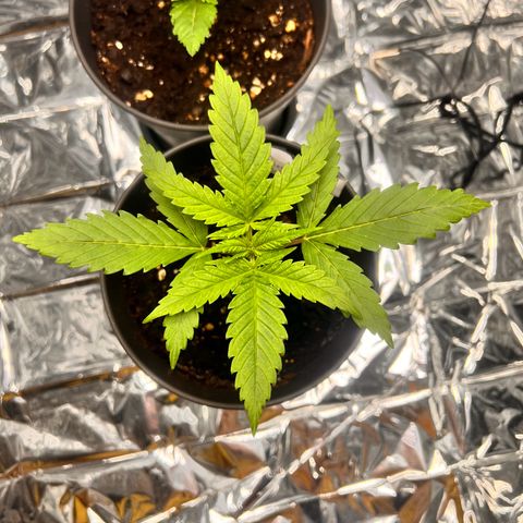 Pineapple Kush 🍍#01 growlog timeline photo
