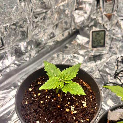 Pineapple kush 🍍#02 growlog timeline photo