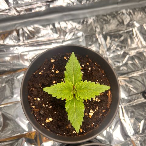 Pineapple kush 🍍#02 growlog timeline photo