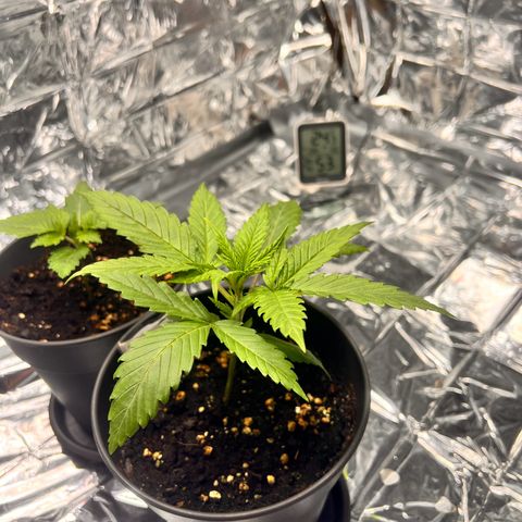 Pineapple Kush 🍍#01 growlog timeline photo