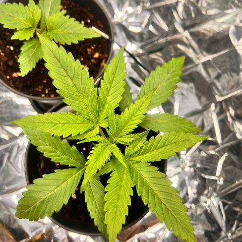 Pineapple Kush 🍍#01 growlog timeline photo