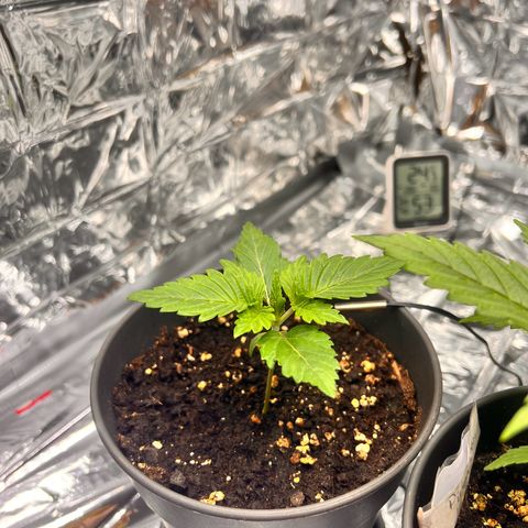 Pineapple kush 🍍#02 growlog timeline photo