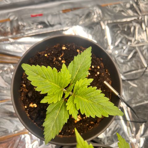 Pineapple kush 🍍#02 growlog timeline photo
