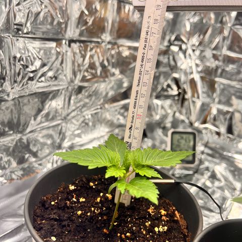 Pineapple kush 🍍#02 growlog timeline photo