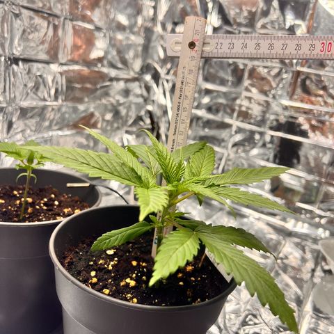 Pineapple Kush 🍍#01 growlog timeline photo