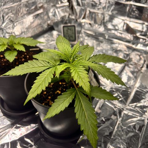 Pineapple Kush 🍍#01 growlog timeline photo