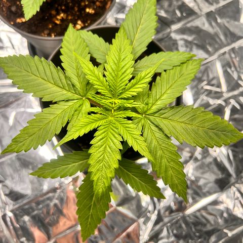 Pineapple Kush 🍍#01 growlog timeline photo