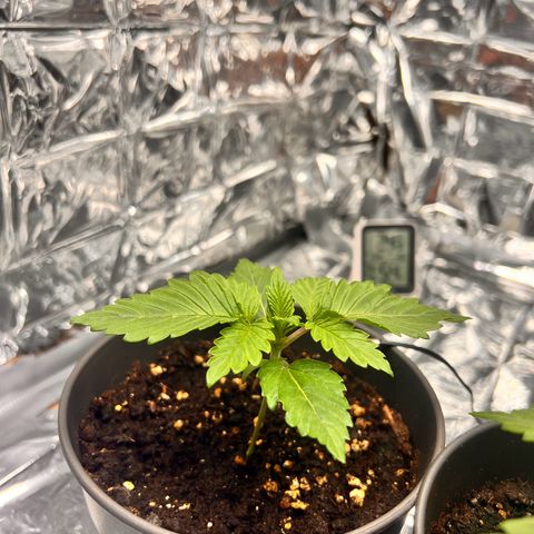 Pineapple kush 🍍#02 growlog timeline photo