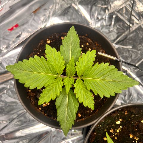 Pineapple kush 🍍#02 growlog timeline photo