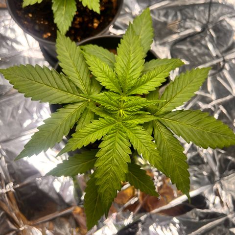 Pineapple Kush 🍍#01 growlog timeline photo