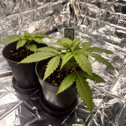 Pineapple Kush 🍍#01 growlog timeline photo