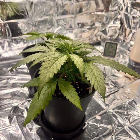 Pineapple Kush 🍍#01 growlog timeline photo
