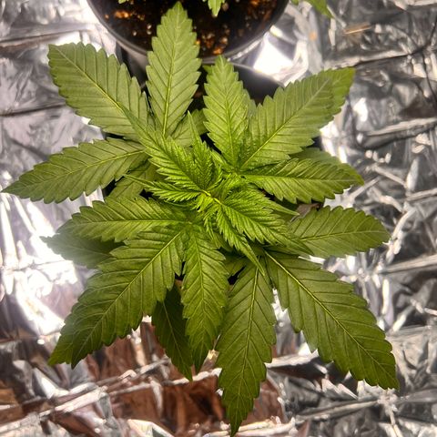 Pineapple Kush 🍍#01 growlog timeline photo