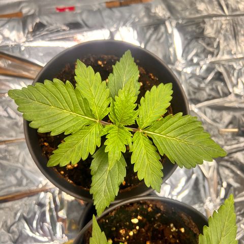 Pineapple kush 🍍#02 growlog timeline photo