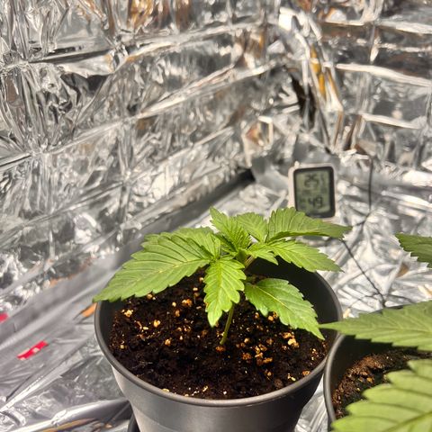 Pineapple kush 🍍#02 growlog timeline photo