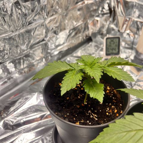 Pineapple kush 🍍#02 growlog timeline photo