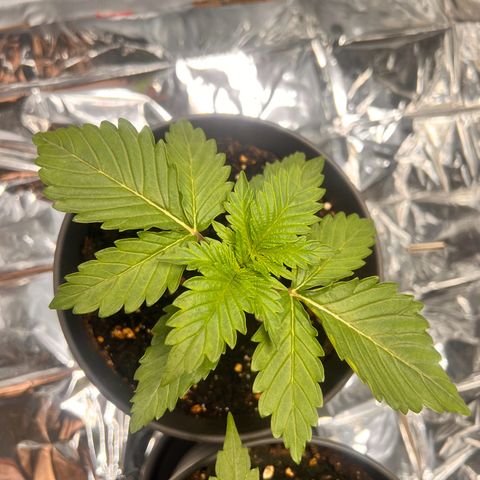 Pineapple kush 🍍#02 growlog timeline photo