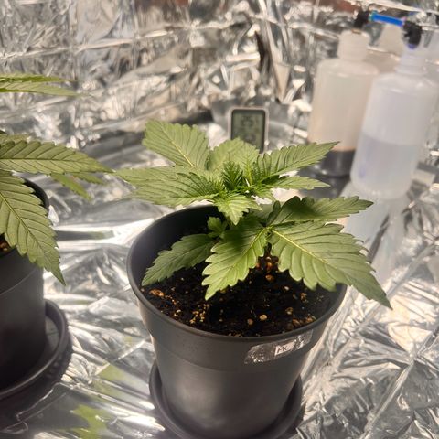 Pineapple kush 🍍#02 growlog timeline photo