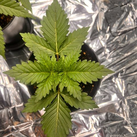 Pineapple kush 🍍#02 growlog timeline photo
