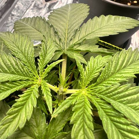 Pineapple Kush 🍍#01 growlog timeline photo