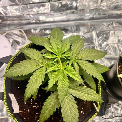 Pineapple Kush 🍍#01 growlog timeline photo