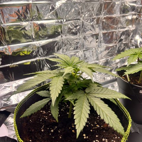 Pineapple Kush 🍍#01 growlog timeline photo