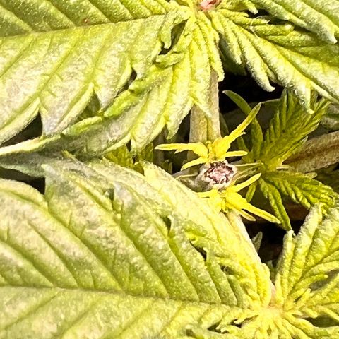 Pineapple Kush 🍍#01 growlog timeline photo