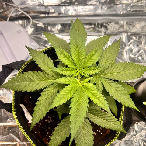 Pineapple Kush 🍍#01 growlog timeline photo