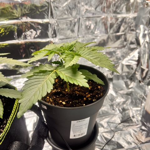 Pineapple kush 🍍#02 growlog timeline photo