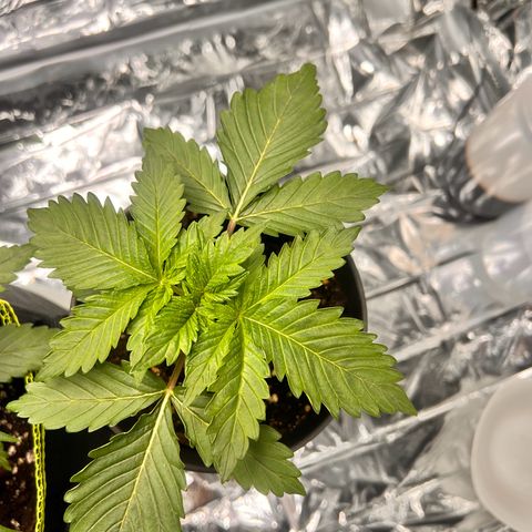 Pineapple kush 🍍#02 growlog timeline photo