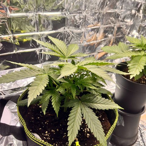 Pineapple Kush 🍍#01 growlog timeline photo